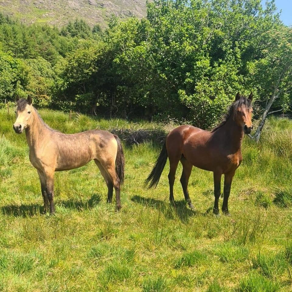 Rosies Cabin Maum Galway Exteriér fotografie